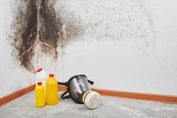 Best Best Mold Removal Companies  in Mcleansville, NC