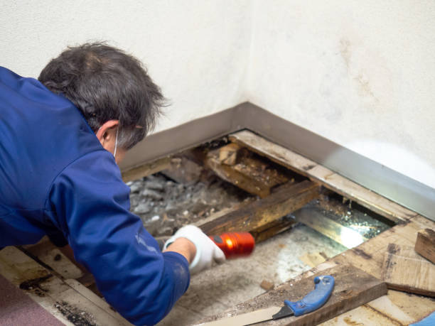 Best Water Damage Restoration  in Mcleansville, NC