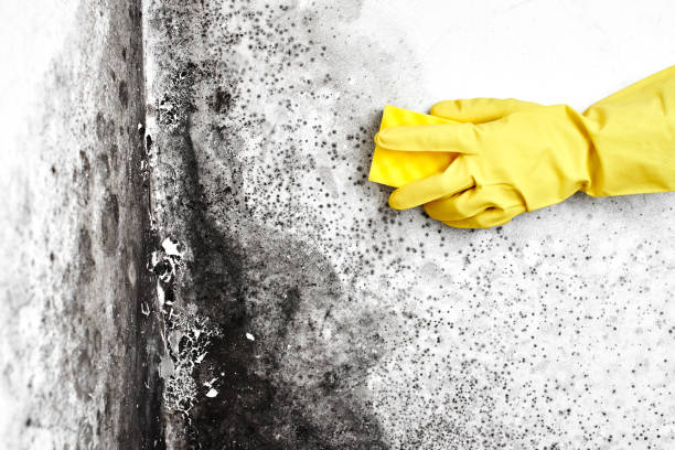 Best Same-Day Mold Removal  in Mcleansville, NC