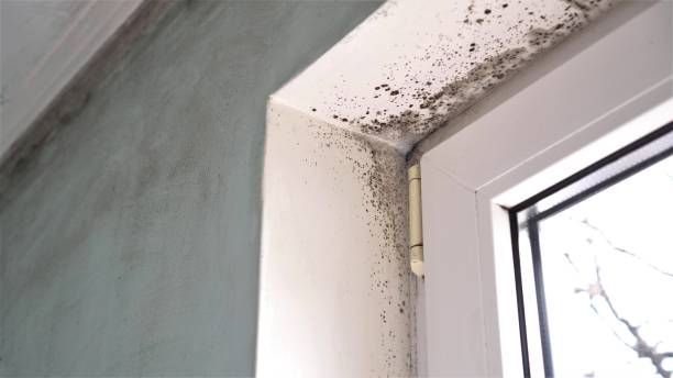 Best Home Mold Removal  in Mcleansville, NC