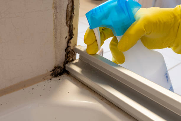 Best Attic Mold Removal  in Mcleansville, NC