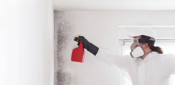 Best Mold Removal Company Near Me  in Mcleansville, NC