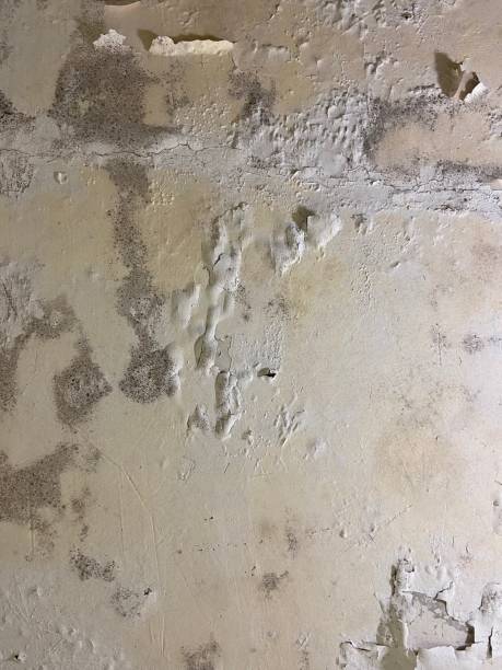 Best Residential Mold Removal  in Mcleansville, NC