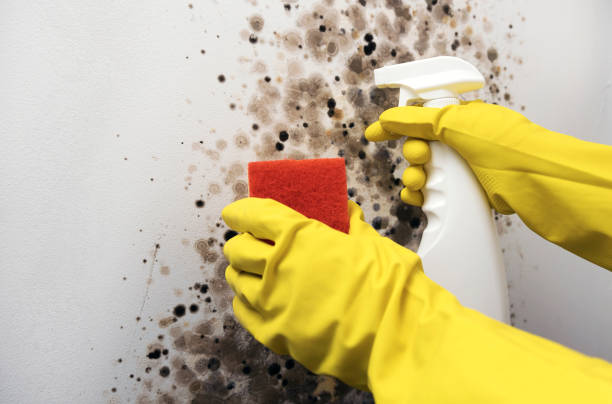 Best Mold Remediation  in Mcleansville, NC