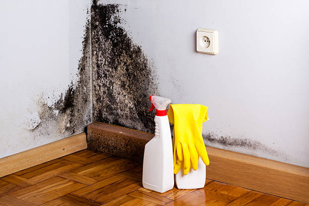 Best Toxic Mold Removal  in Mcleansville, NC