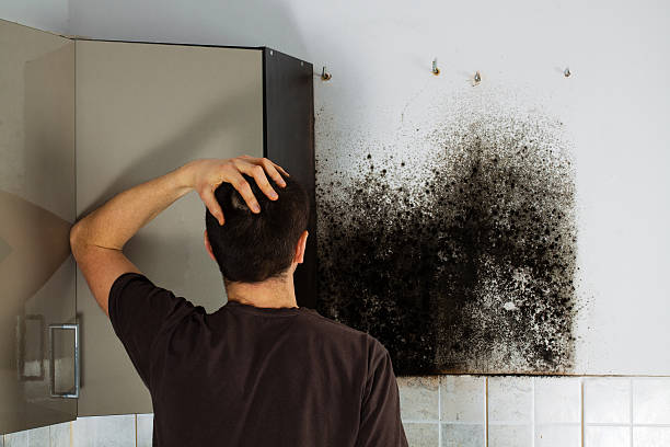Best Local Mold Removal Service  in Mcleansville, NC